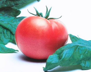 Champion II Hybrid Tomato Seeds
